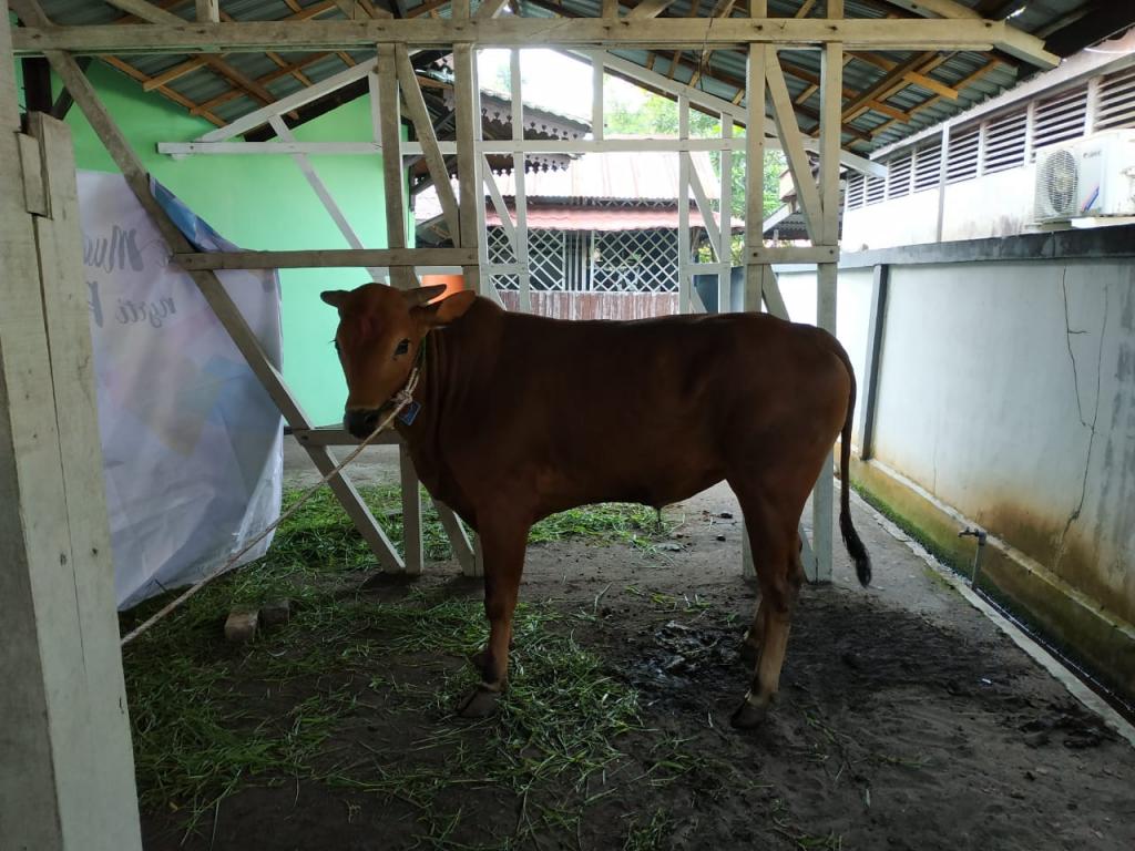 Salah satu ekor sapi yang dikurbankan di KPP Pratama Mempawah.