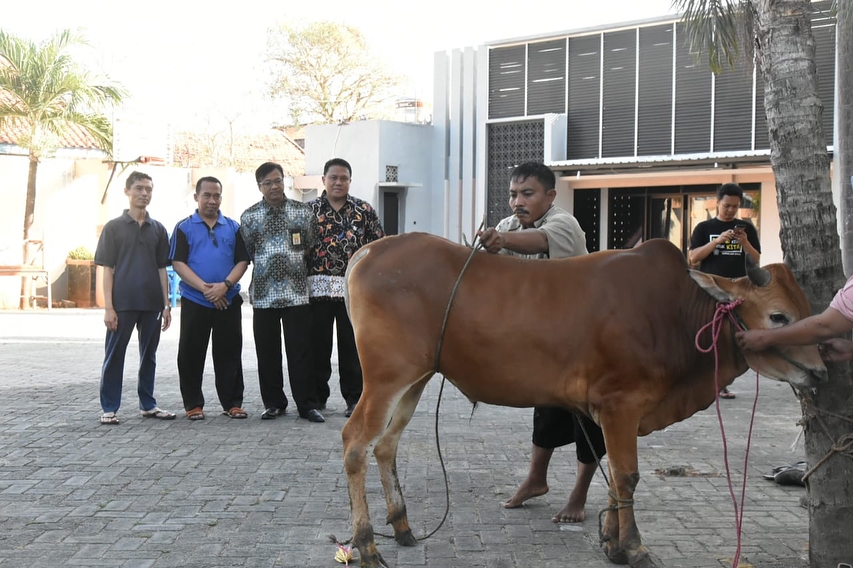 Hewan Qurban sebelum disembelih